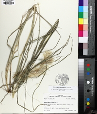 Andropogon glomeratus var. pumilus image