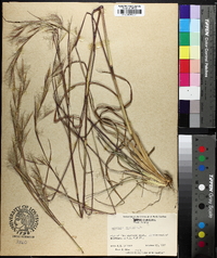 Andropogon campbellii image