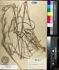 Andropogon campbellii image