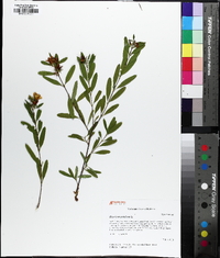 Hypericum prolificum image