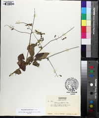 Desmodium perplexum image