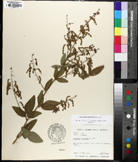 Desmodium canescens image