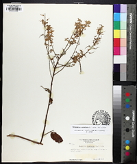 Desmodium cuspidatum image