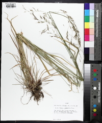 Festuca californica image