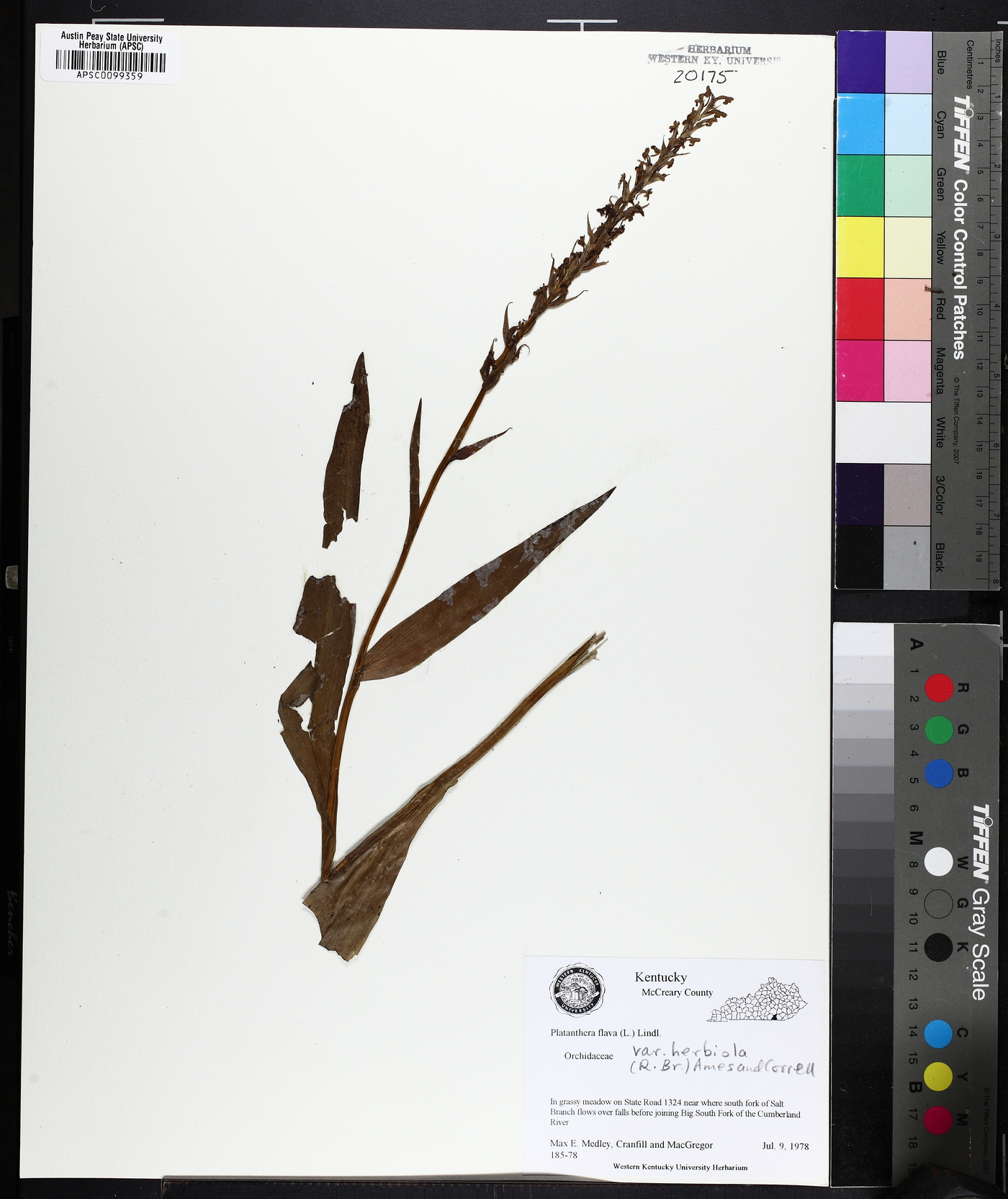 Platanthera fuscescens image