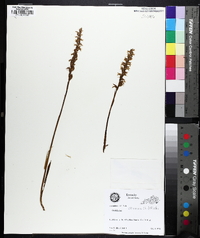 Spiranthes cernua image