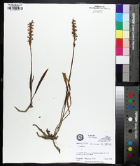 Spiranthes cernua image