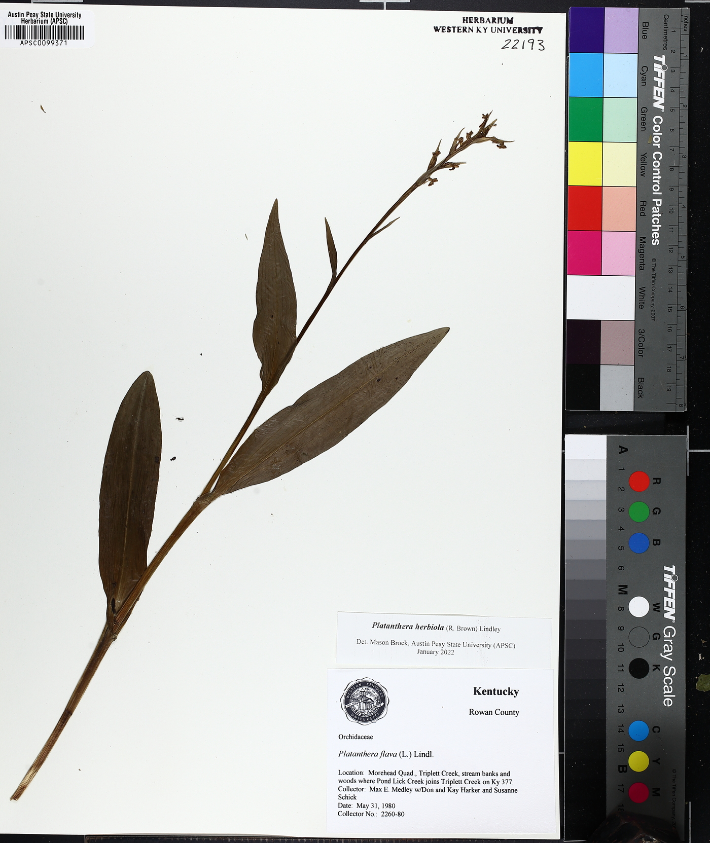 Platanthera fuscescens image