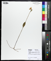 Pogonia ophioglossoides image