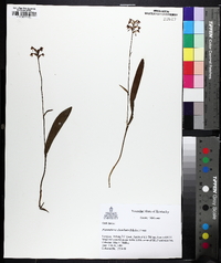 Platanthera clavellata image