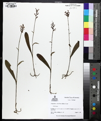 Platanthera clavellata image