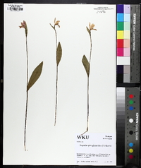 Pogonia ophioglossoides image