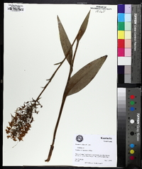 Platanthera ciliaris image