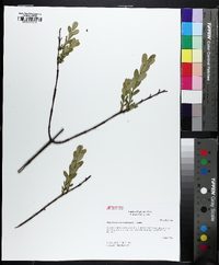 Hypericum crux-andreae image