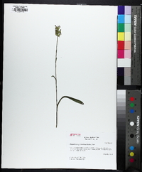 Platanthera clavellata image