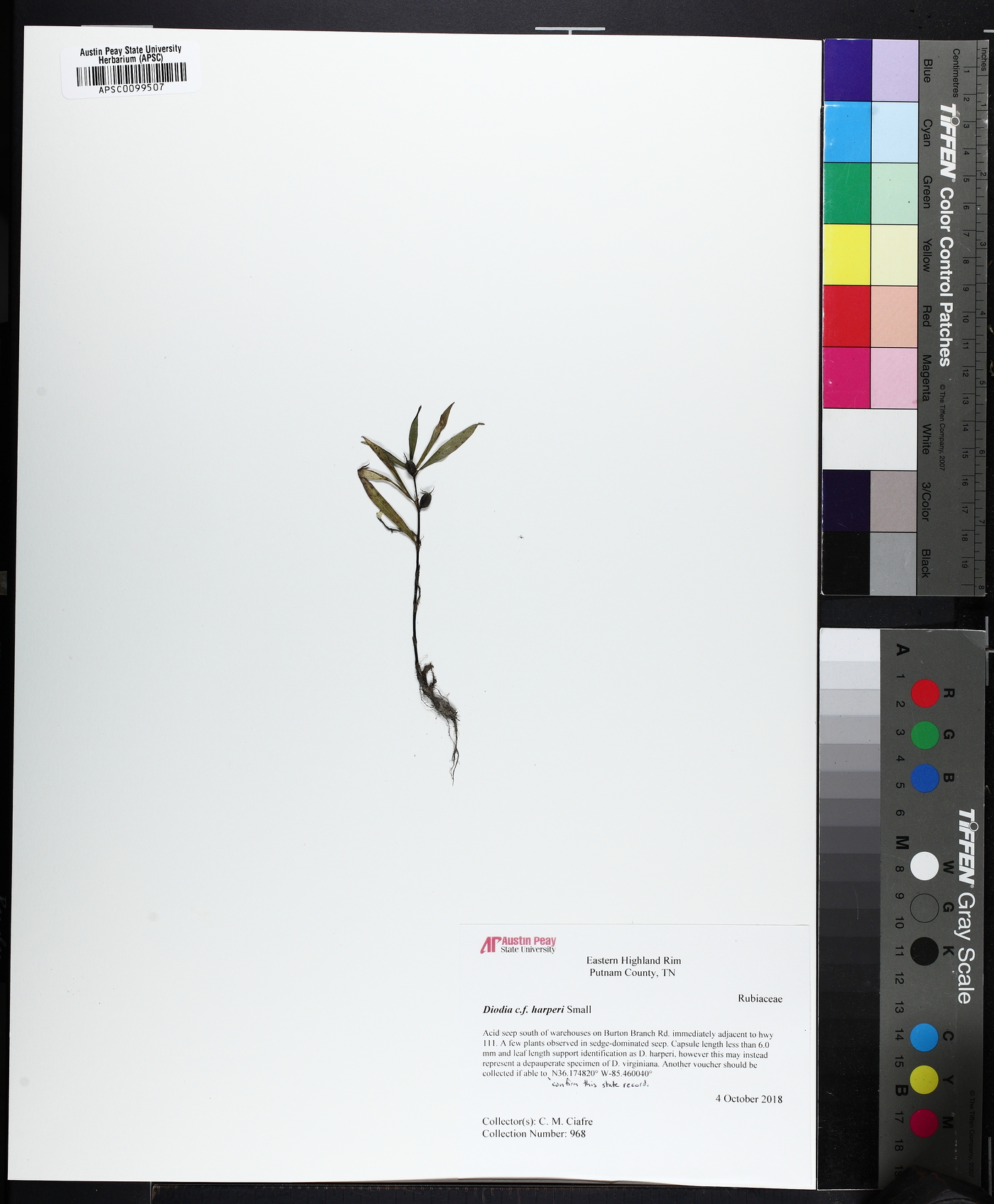 Diodia harperi image