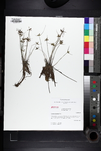 Cyperus flavescens image