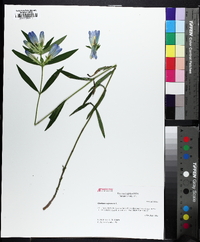 Gentiana saponaria image