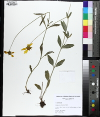 Coreopsis debilis image