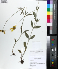 Coreopsis debilis image