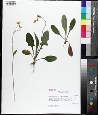 Krigia biflora image