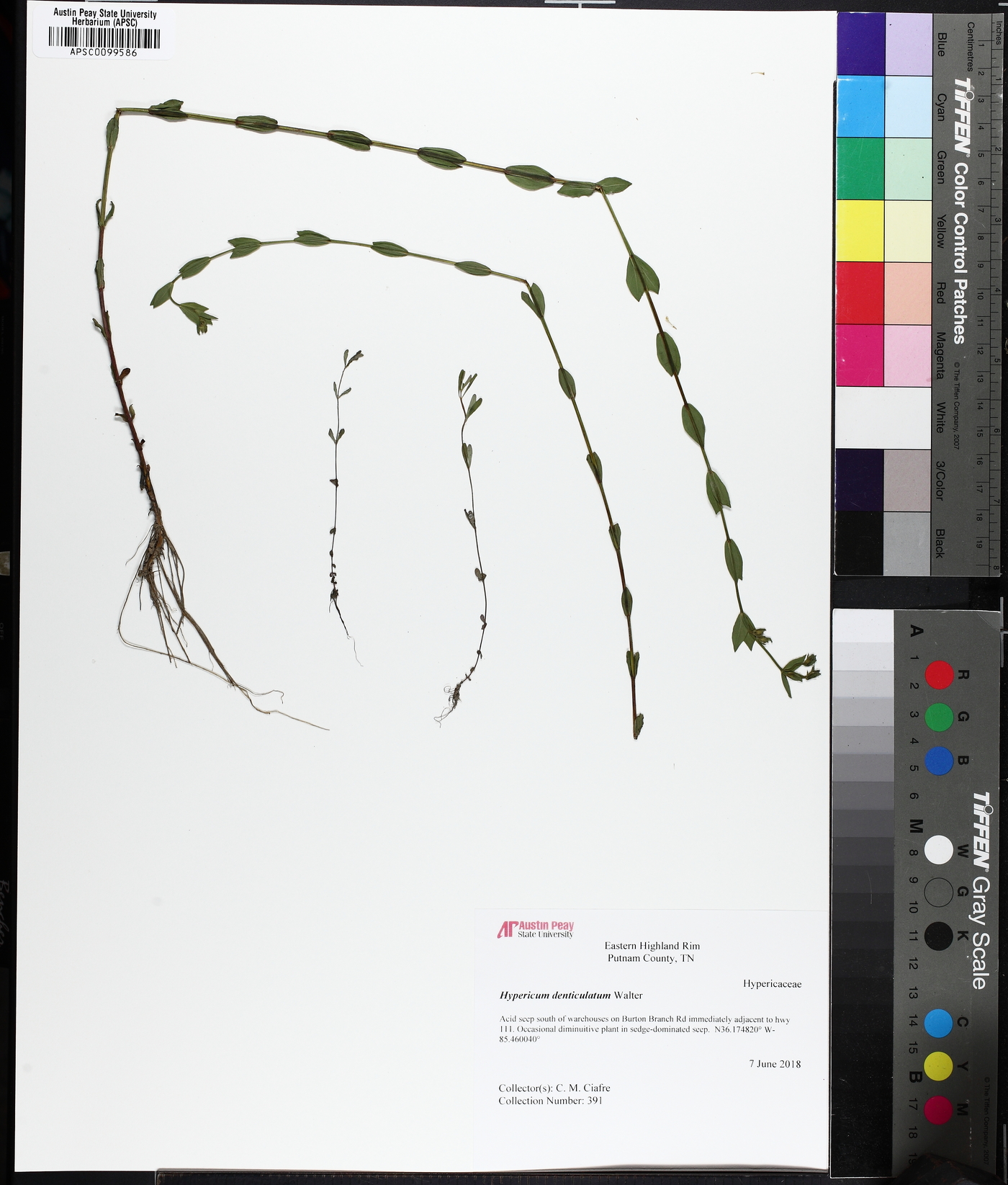 Hypericum denticulatum image