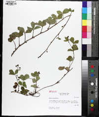 Rubus trivialis image