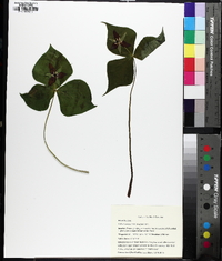 Trillium erectum image