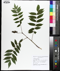 Sorbus americana image