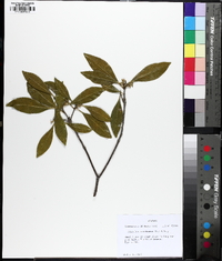 Osmanthus americanus image