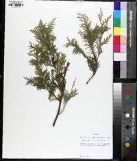 Chamaecyparis thyoides image