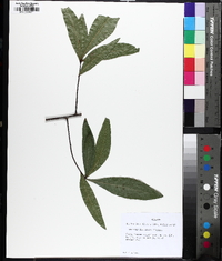 Quercus laurifolia image