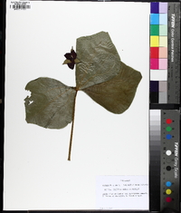 Trillium sulcatum image