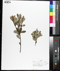 Cliftonia monophylla image