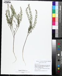 Lepidium densiflorum image