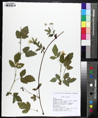 Rubus flagellaris image