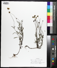 Coreopsis debilis image