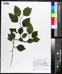 Crataegus viridis image