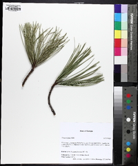 Pinus rigida image