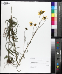 Helianthus angustifolius image
