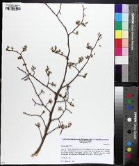 Ulmus alata image