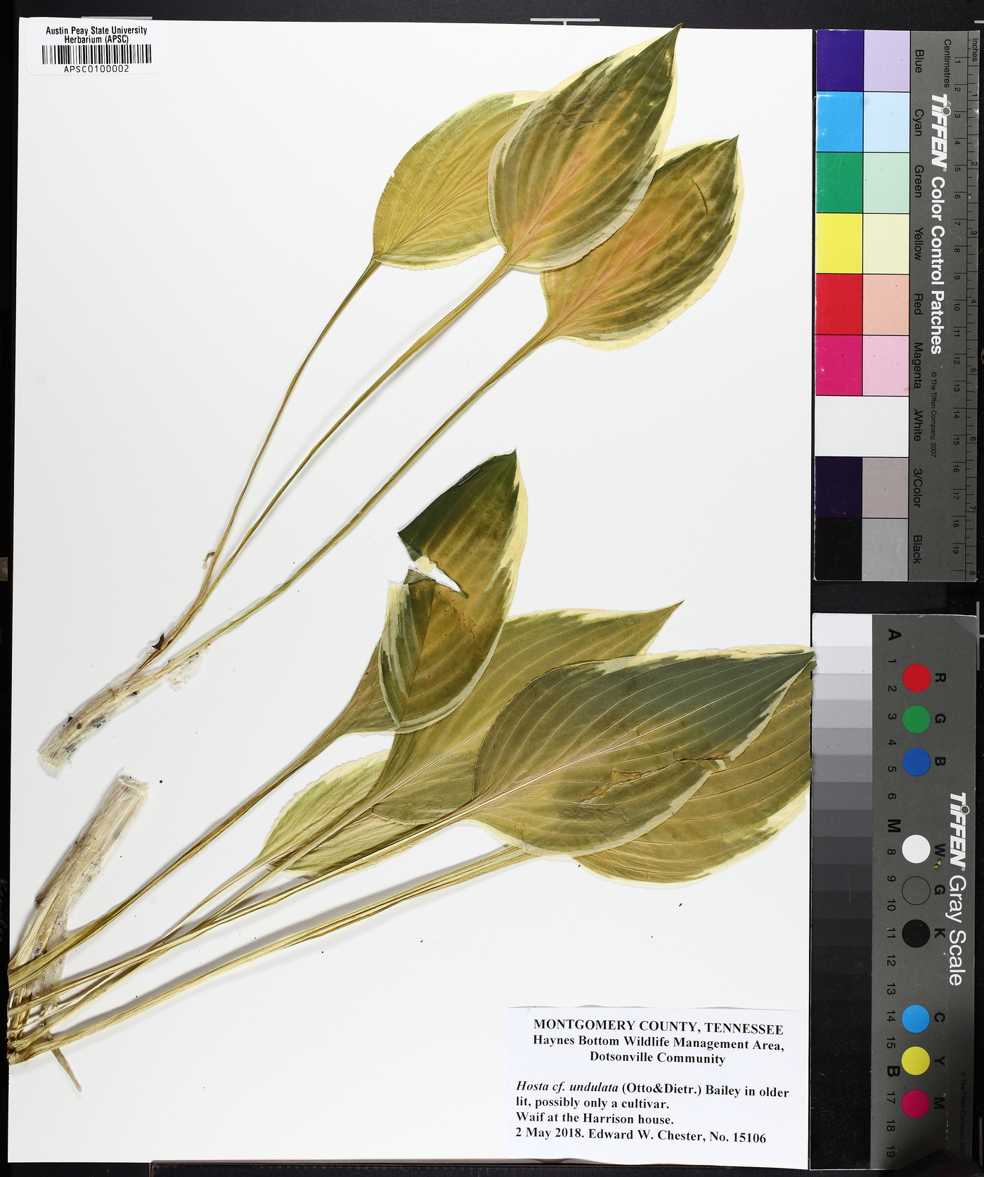 Hosta undulata image