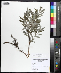 Salix occidentalis image