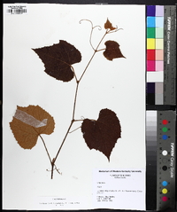 Vitis labrusca image