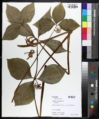 Trillium catesbaei image