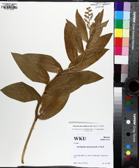 Maianthemum racemosum subsp. amplexicaule image