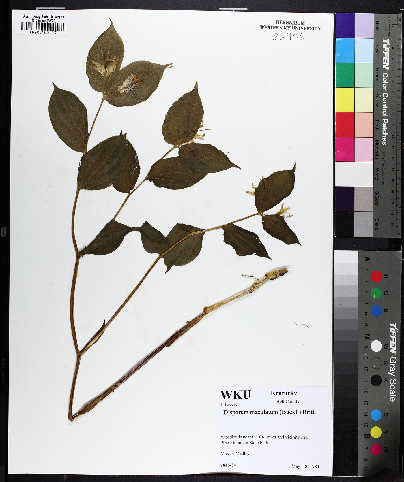 Prosartes maculata image