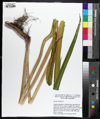 Acorus calamus image