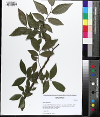 Ulmus alata image