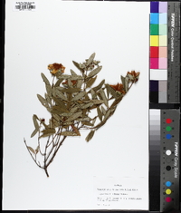 Hypericum frondosum image